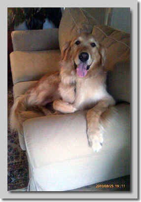 Augie Doggie