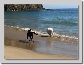 Beach Buds