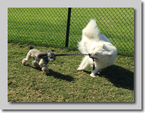 Owen Walking Shaggy