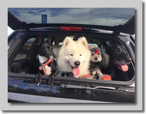 Play Date Buds