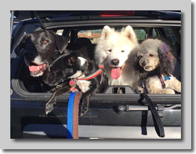 The Gang