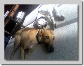 Jellybean & Lennon